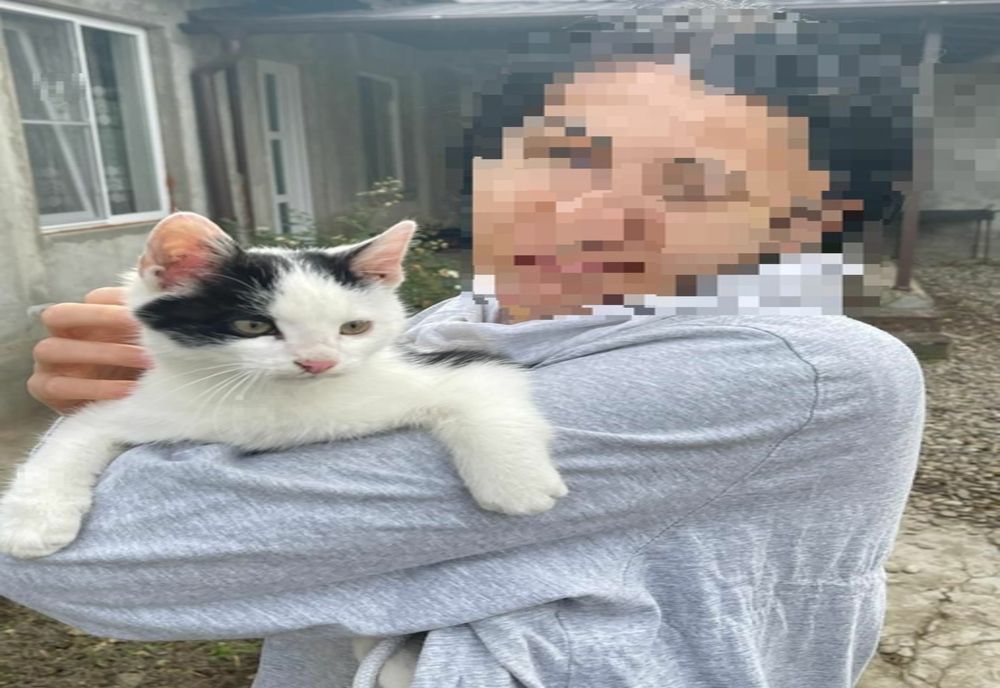 Pui de pisică, aruncat dintr-o mașină, pe punctul de a fi sfâșiat de doi câini. Imagini cu un puternic impact emoțional