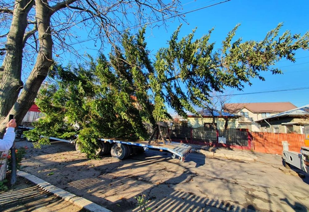 Bradul de Crăciun, donat de o femeie din Buzău, a fost instalat în Piața Dacia