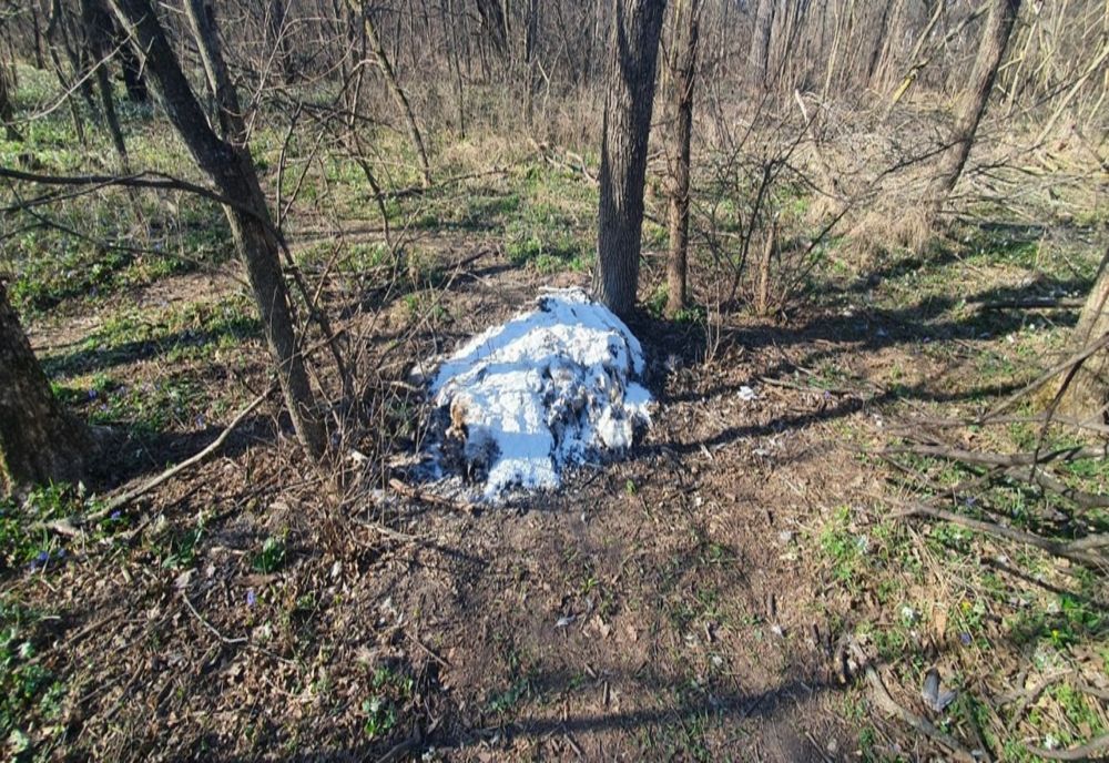 Pisici ucise și aruncate în Parcul Crâng