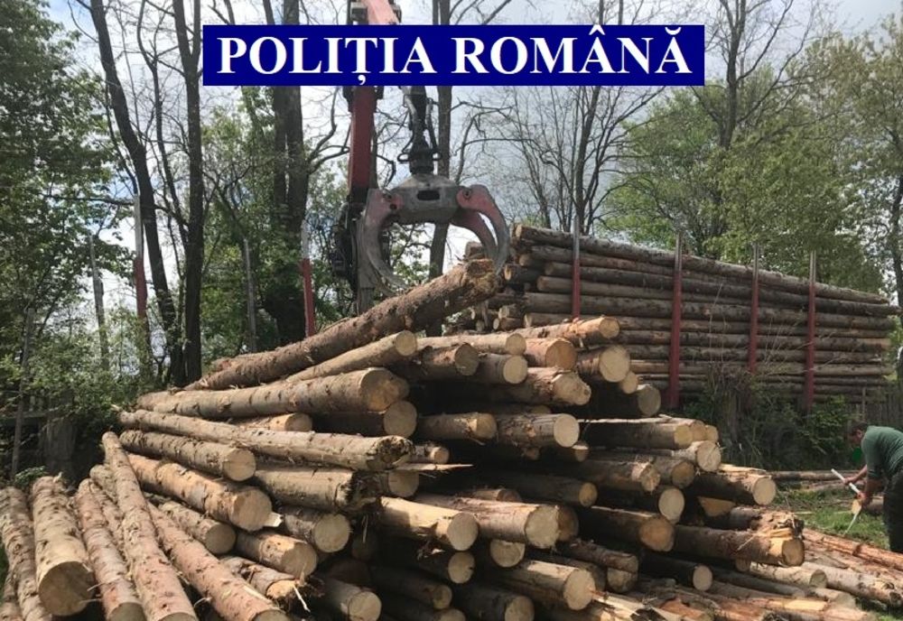 Cinci bărbaţi reţinuţi de polițiștii buzoieni specializaţi în combaterea delictelor silvice pentru furtul a 452 mc de arbori