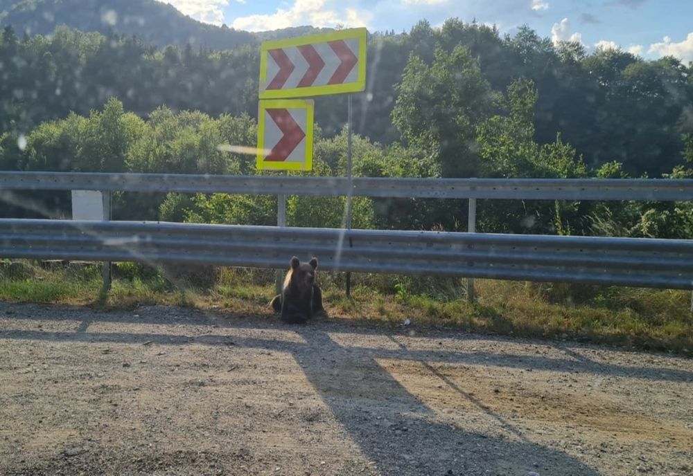 Urșii, un pericol în trafic