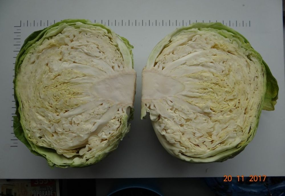 Cercetătorii de la Banca de Resurse Genetice Vegetale - Buzău vor prezenta soiul de varză "Licurişca" la Congresul mondial de Horticultură