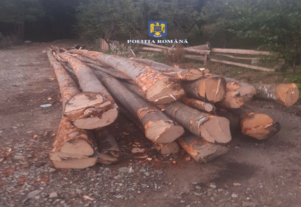 Bărbat surprins de polițiști când fura  material lemnos dintr-o pădure din localitatea Lopătari