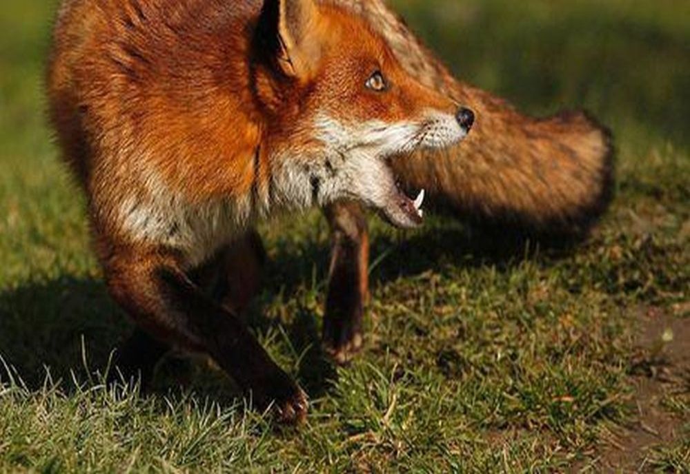 O vulpe a ajuns în curtea Colegiului Pedagogic „Spiru Haret” din municipiul Buzău