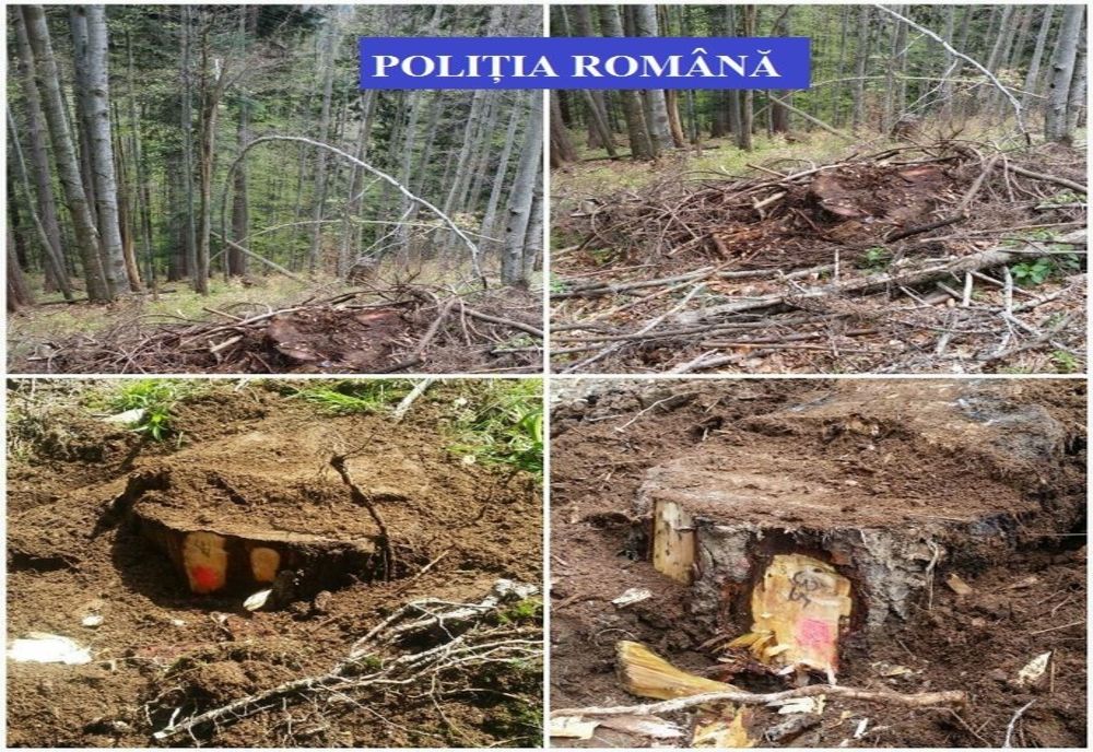 Bărbat din Căneşti cercetat pentru tăiere ilegală şi furt de arbori