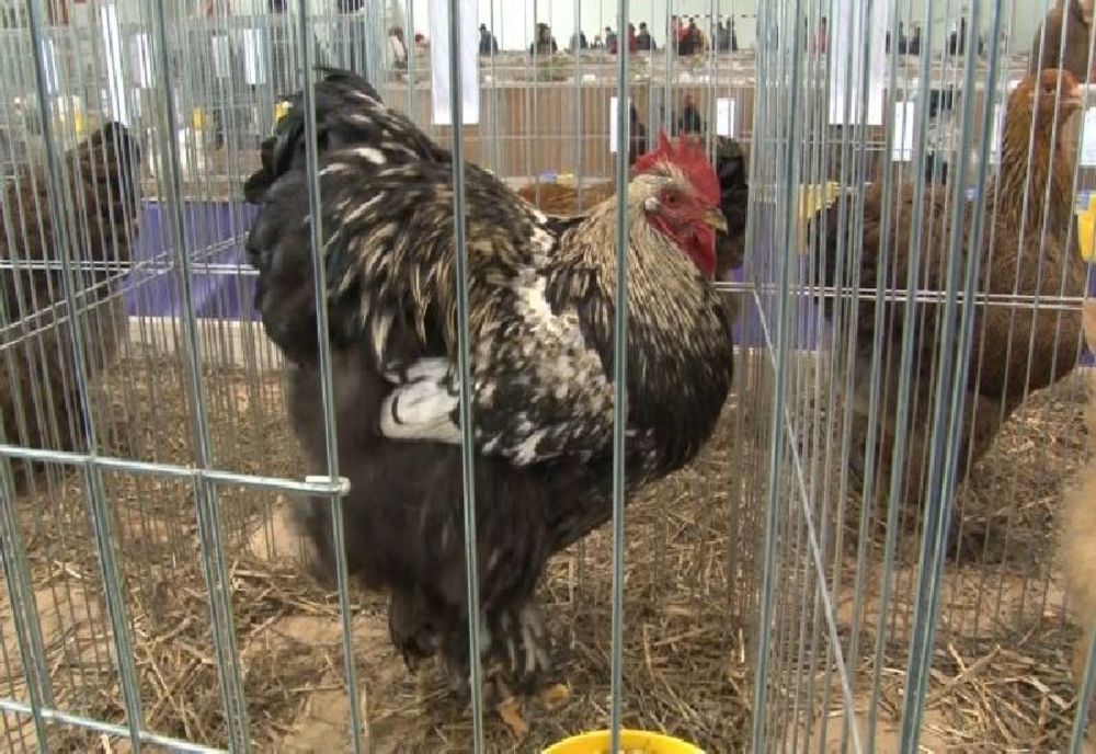 Trei tineri, din Vadu Pașii și Săgeata, reținuți pentru 24 de ore pentru că ar fi sustras mai multe păsări din gospodăria unei femei din Vadu Pașii