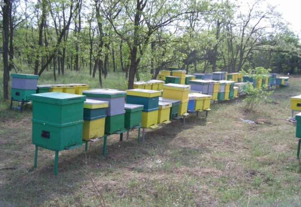 Bănuit că a furat 50 de stupi cu albine depistat de polițiștii râmniceni