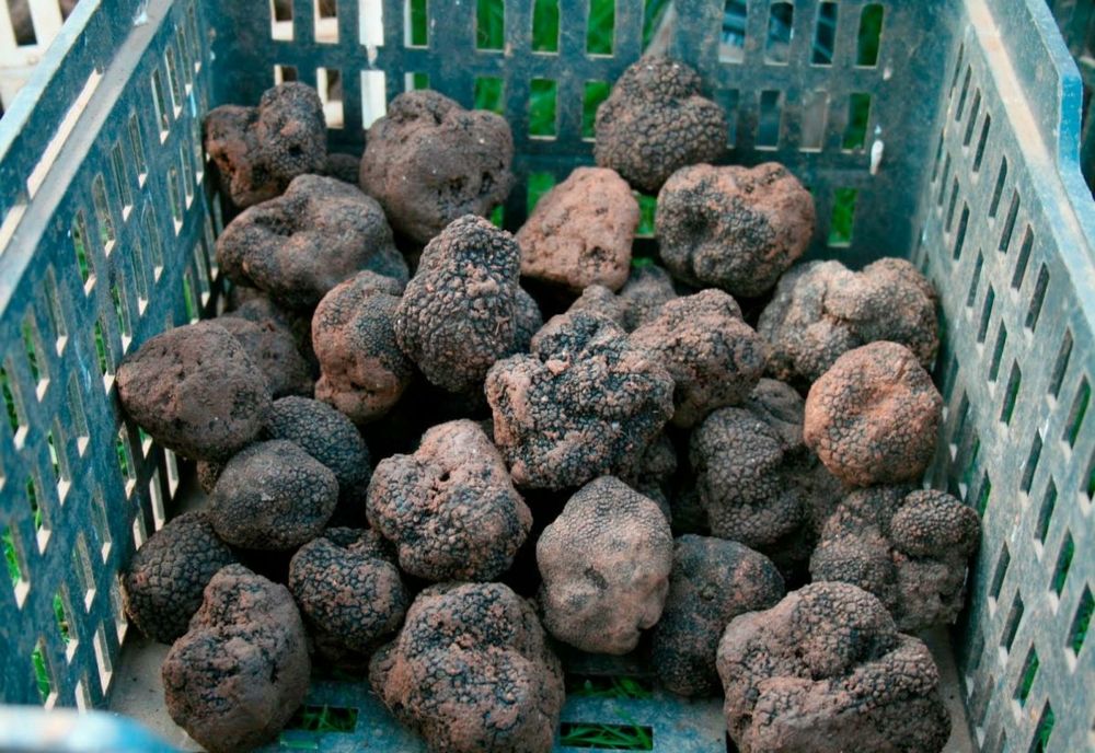 Peste două kilograme de trufe recoltate din fondul forestier, fără a deține autorizație.