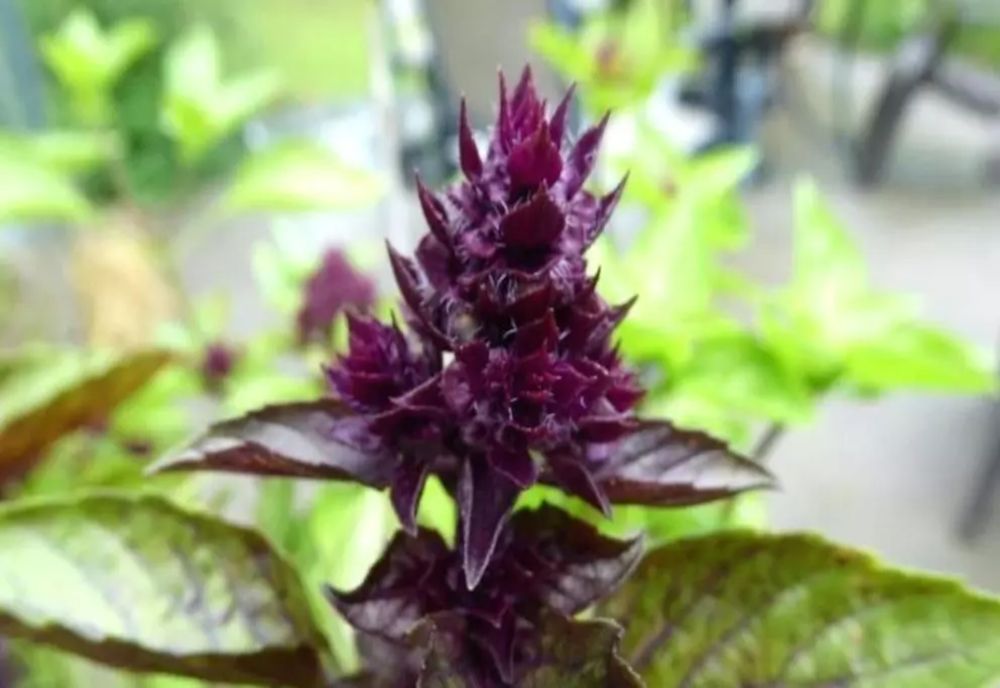 6 plante ideale care purifică aerul din locuințe