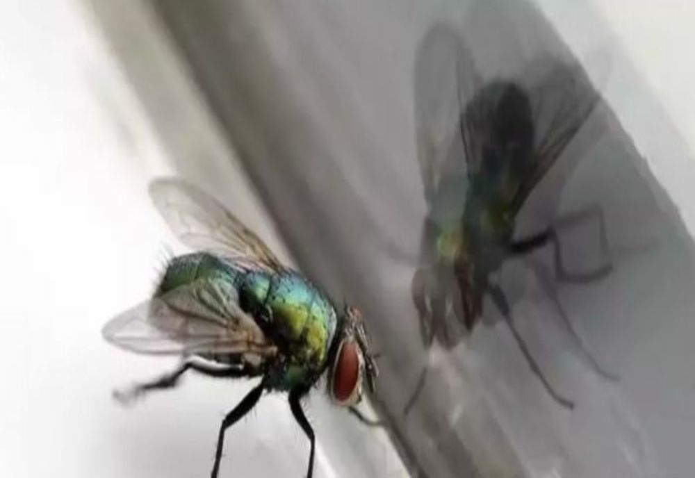 Pulverizați această soluție în casă și veți scăpa de muște, gândaci de bucătărie și țânțari în doar două ore!