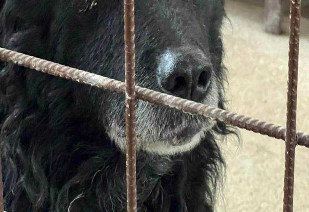 PRIMUL CAZ MORTAL DE RABIE ÎN ROMÂNIA DUPĂ 13 ANI: UN TATĂ DIN IAȘI A MURIT DUPĂ CE A FOST MUȘCAT DE UN CÂINE FĂRĂ STĂPÂN