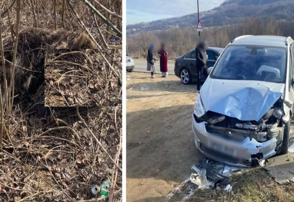 Accident neobișnuit pe o șosea din Buzău: un urs a fost lovit mortal de o mașină, Garda de Mediu a deschis anchetă