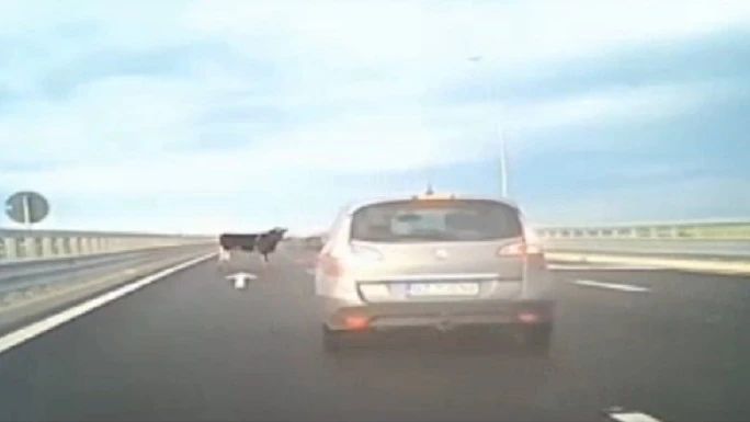 Pericol de accident! Mai multe vaci au căzut dintr-un camion care circula pe autostrada A7, în zona Buzăului