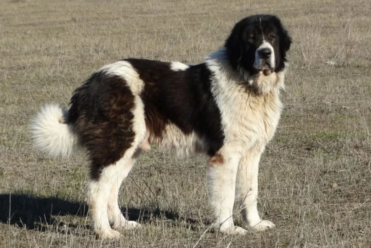 Incident șocant în județul Buzău. Un copil de patru ani a fost ucis de un câine de pază