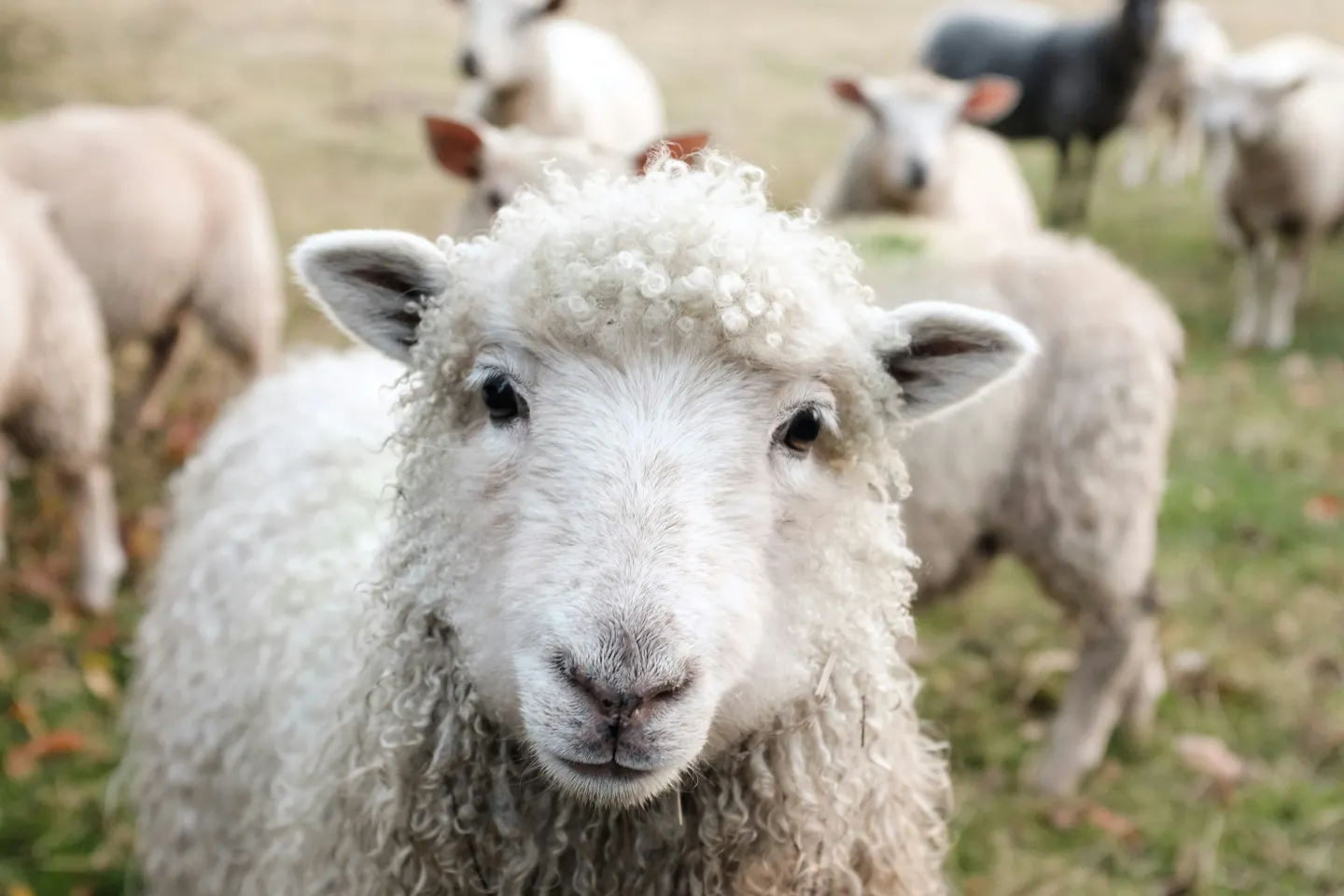 Focar de variolă la o fermă de oi din Buzău. 1.800 de animale sacrificate