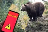 Alertă în județul Buzău. Un urs a intrat în opt case, ultima locuită, și a căutat inclusiv frigiderul