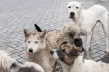 Primăria Buzău va înființa un serviciu temporar de gestionare a câinilor fără stăpân