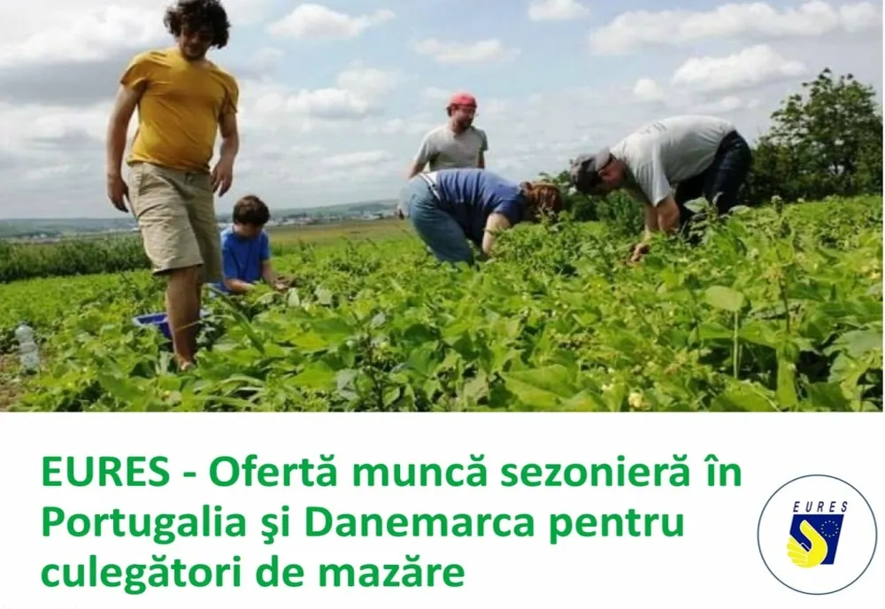 EURES - Ofertă muncă sezonieră în Portugalia şi Danemarca pentru culegători de mazăre