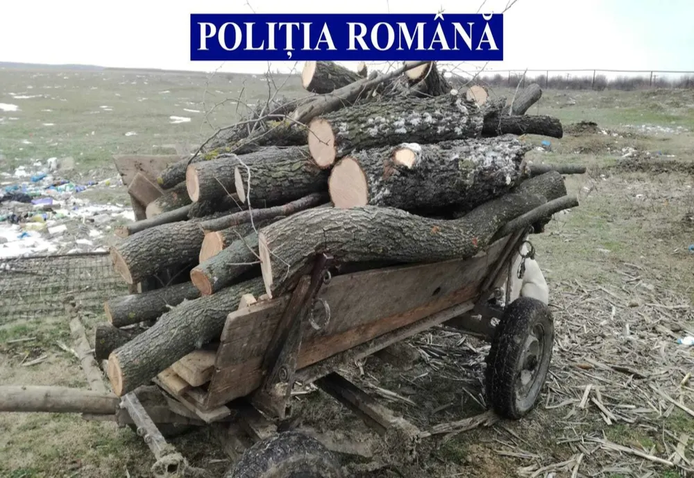 Sancțiune pentru nerespectarea cadrului legal privind regimul silvic