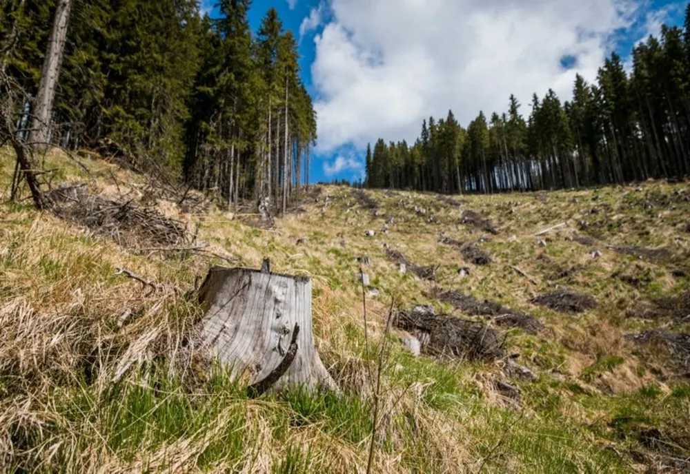 A tăiat 6 arbori din specia molid dintr-o zonă împădurită situată în extravilanul localității Curcănești