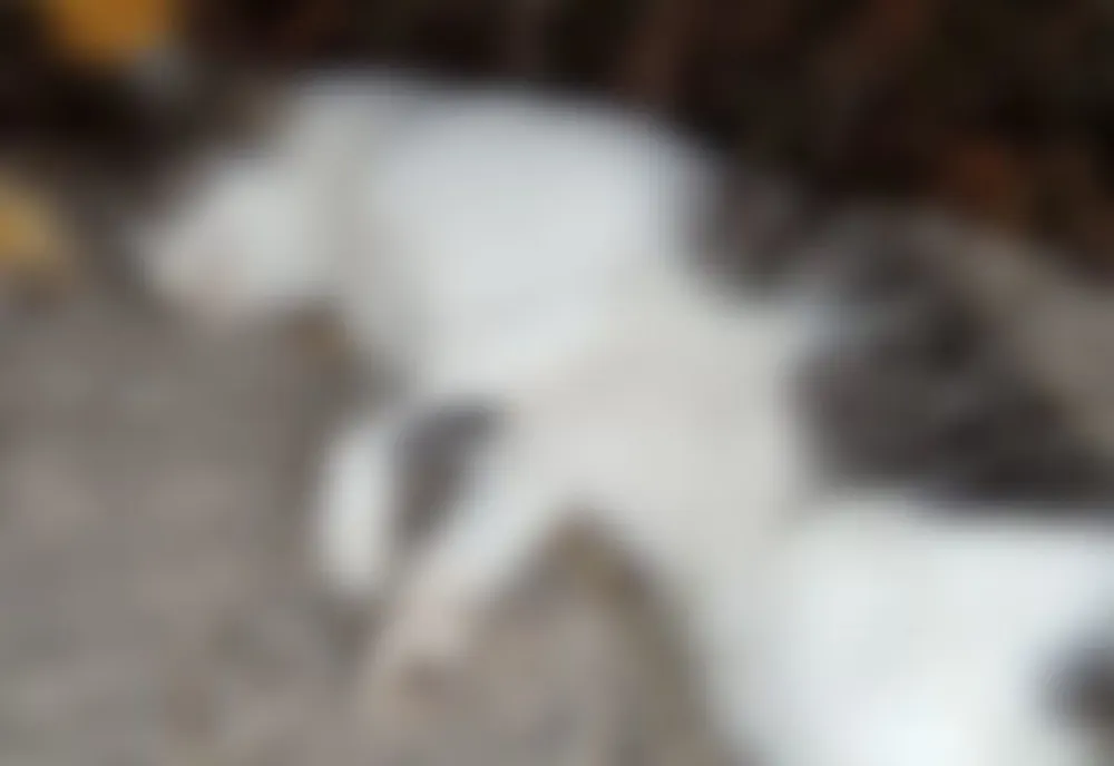 Studenta din Săpoca care a ucis cu sadism o pisică a fost internată la psihiatrie