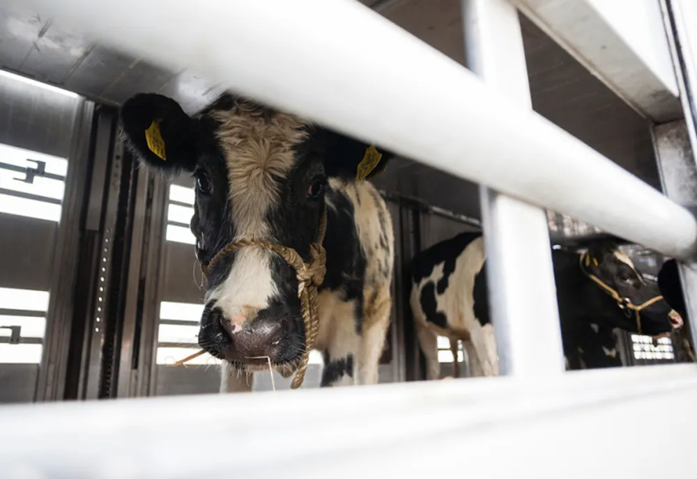 Acțiuni ale polițiștilor pentru prevenirea transportului ilegal de animale