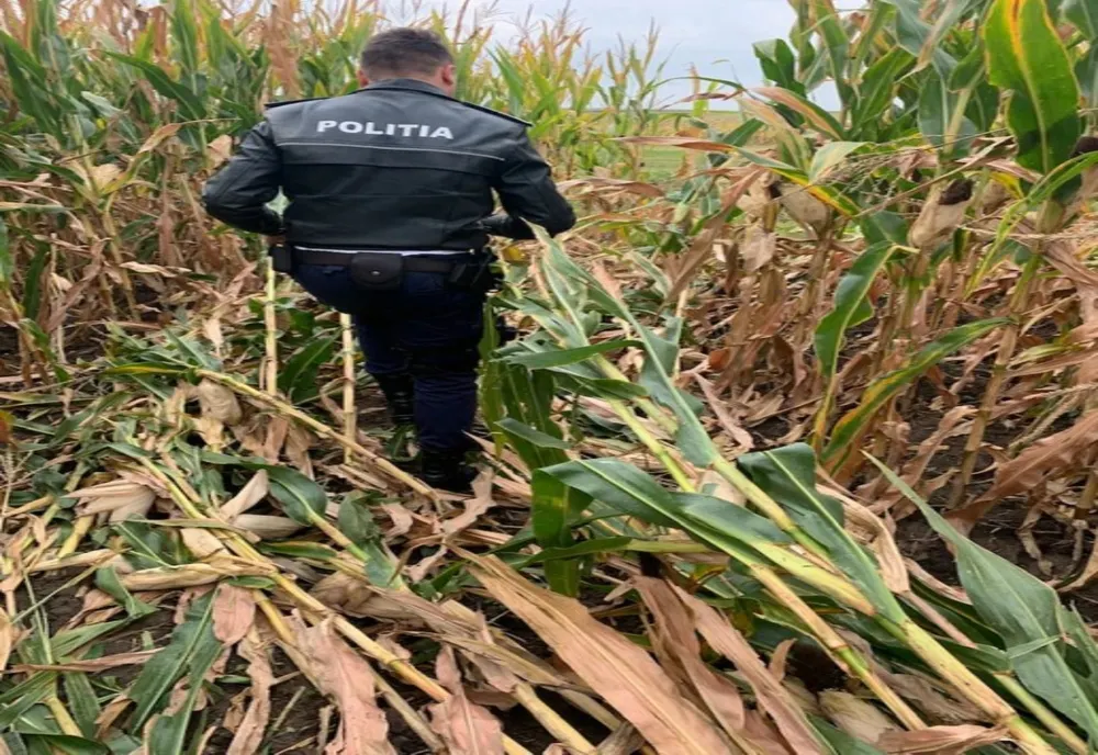 Flagrant / Depistaţi de poliţişti în timp ce sustrăgeau cereale de pe terenul unei societăţi comerciale