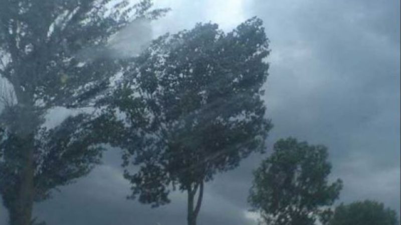 cod-galben-de-vant-316809