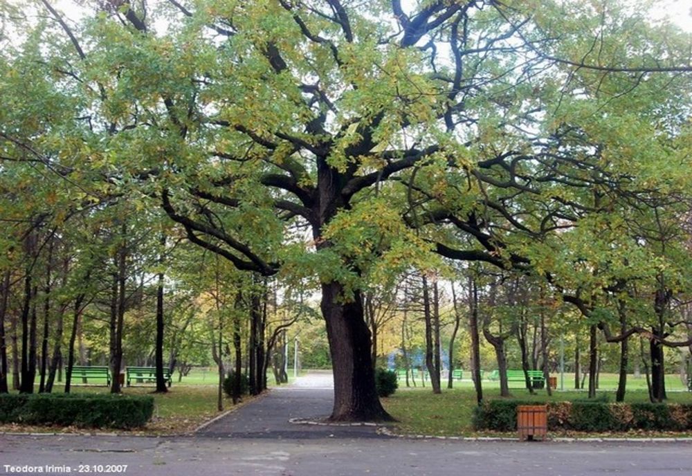 Șase stejari seculari buzoieni "botezați" după numele unor personalități locale