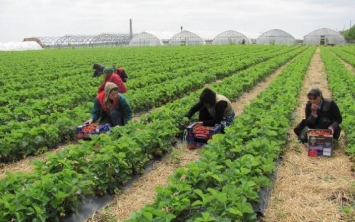 1-o-firma-din-spania-cauta-botosaneni-pentru-munca-la-camp-detalii