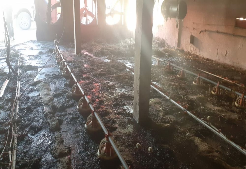 Incendiu dezastruos pentru o fermă de pui din Glodeanu Siliștea