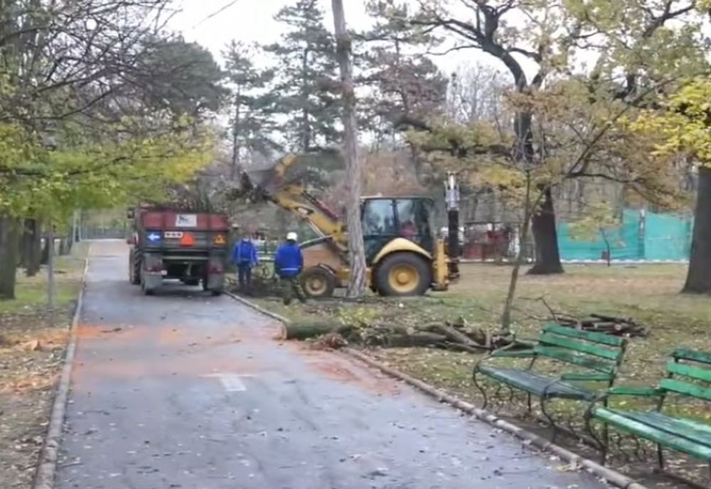 775 stejari vor fi plantați în Parcul Crâng de Ziua Națională