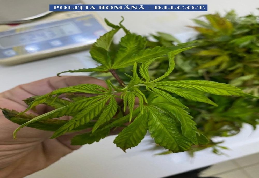 FOTO VIDEO În arest pentru cultivare de canabis