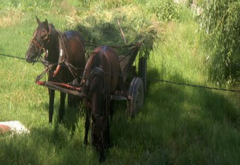 Furt de sezon constatat în flagrant de polițiști