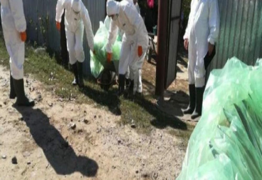 Pesta porcină africană a ajuns și la crescătoria de la Glodeanu Siliștea