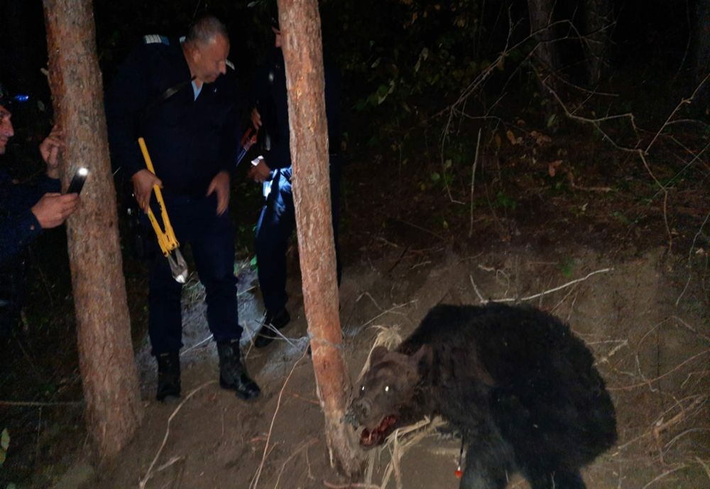 Urs prins în laț la Cănești