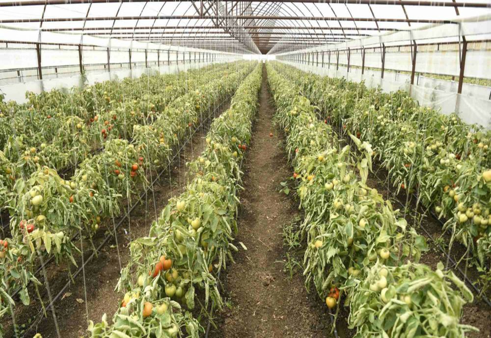 28 de fermieri buzoieni au vrut să obțină ajutorul de minimis de 2000 de euro, dar nu au respectat condițiile impuse