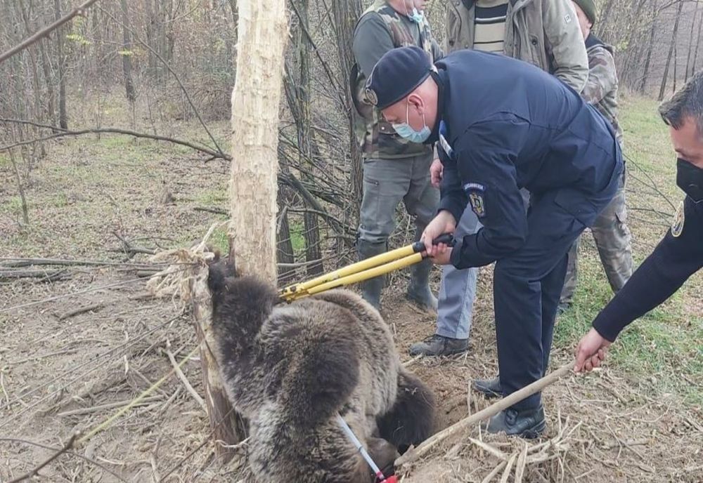 Un urs salvat după ce s-a prins într-un gard de pe raza localității Haleș