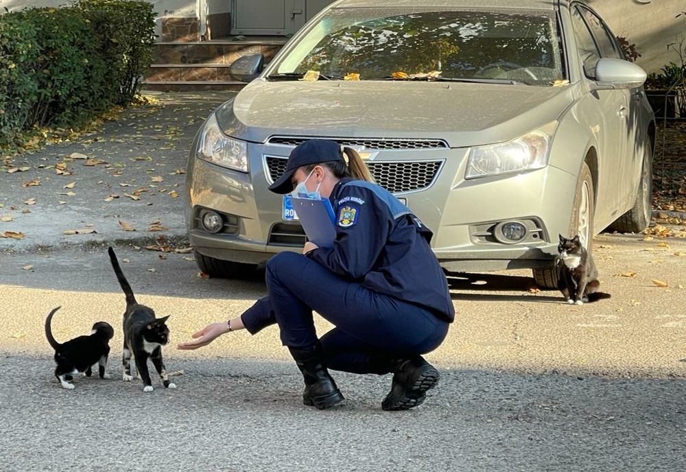 Biroul pentru Protecția Animalelor continuă activitățile de informare a cetățenilor cu privire la cadrul legislativ aplicabil în domeniul protecției animalelor