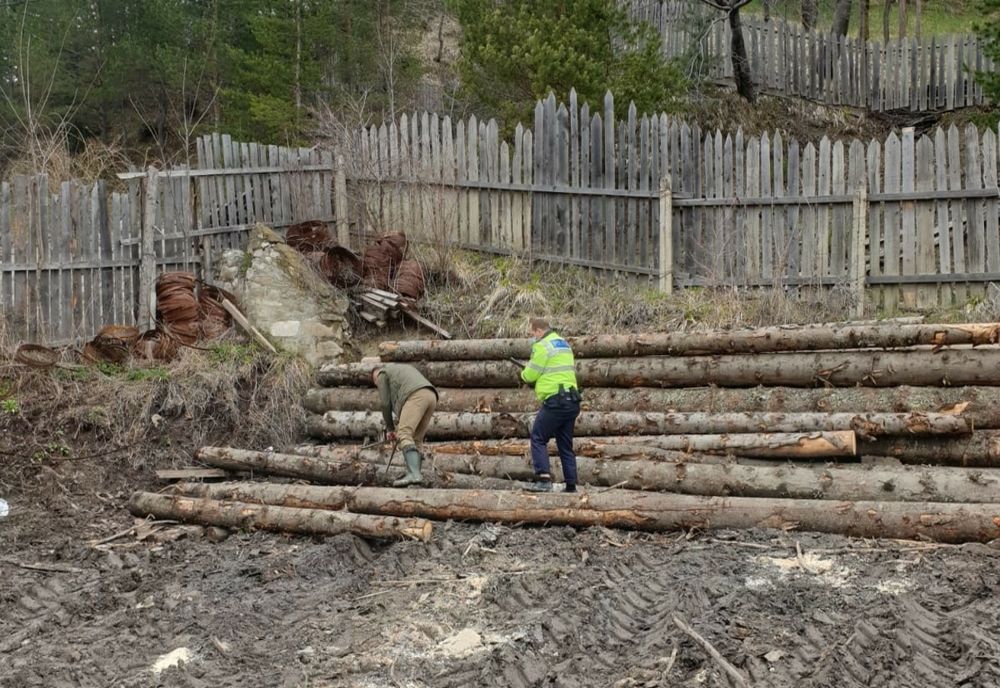 Un bărbat din Calvini a tăiat și sustras mai mulți arbori dintr-o exploatație zootehnică