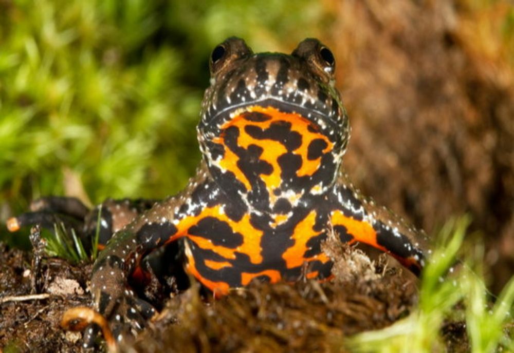 Buhaiul de baltă și poponetele stau în calea proiectelor primarului Constantin Toma