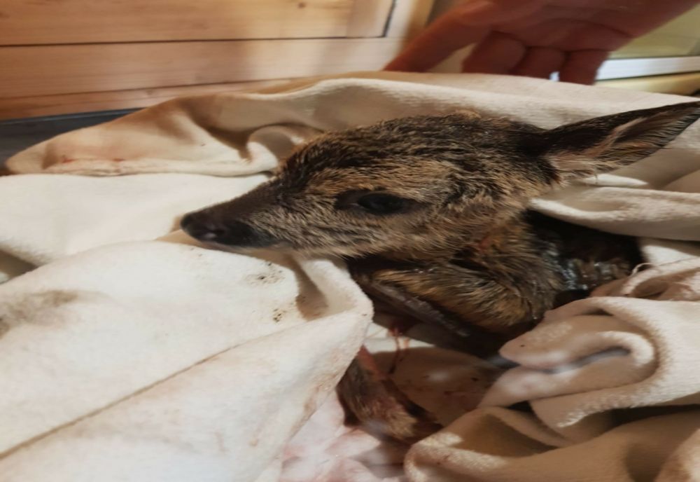 Video: Misiune de salvare a unei căprioare