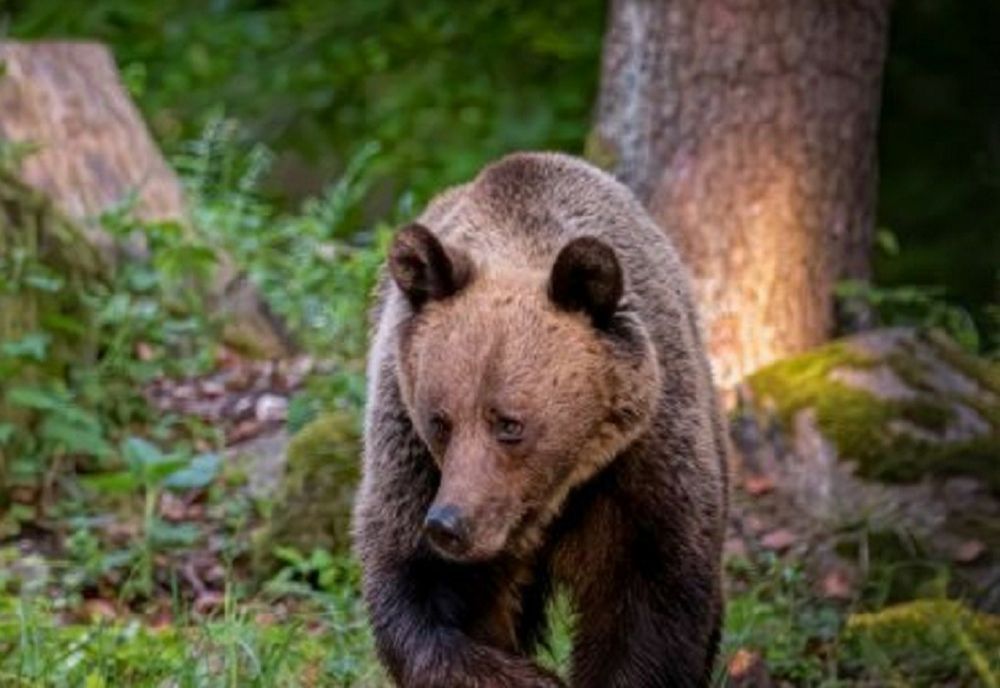 Bărbat atacat de urs la Chiojdu