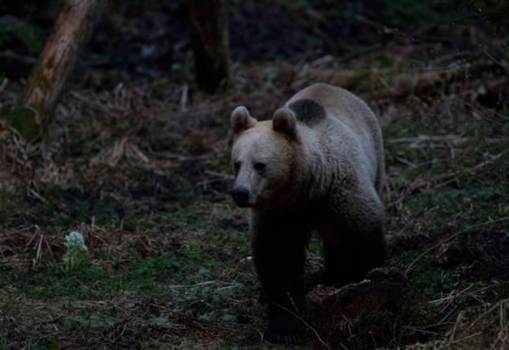 Doar 9 primării din zonele județului Buzău considerate de risc pentru atacuri ale urșilor au contracte atât cu fondul de vânătoare cât și cu medicul veterinar