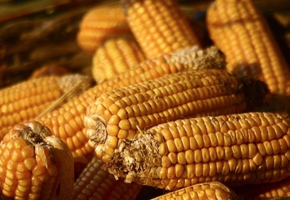 Doi minori au fost depistaţi de poliţişti în timp ce sustrăgeau cereale de pe terenul unei societăţi comerciale