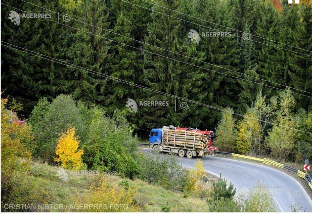 Percheziţii într-un dosar de furt şi comercializare ilegală de arbori