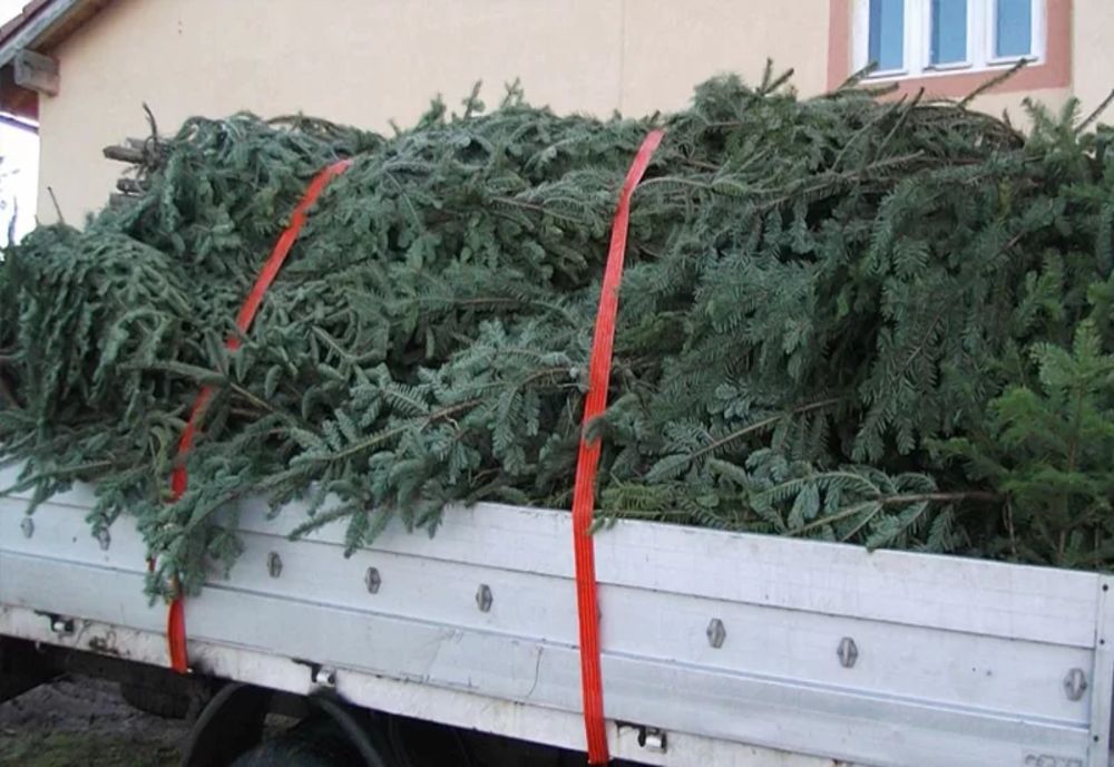 Direcția Silvică Buzău vinde brazi cu prețuri cuprinse între 260 și 1.000 de lei