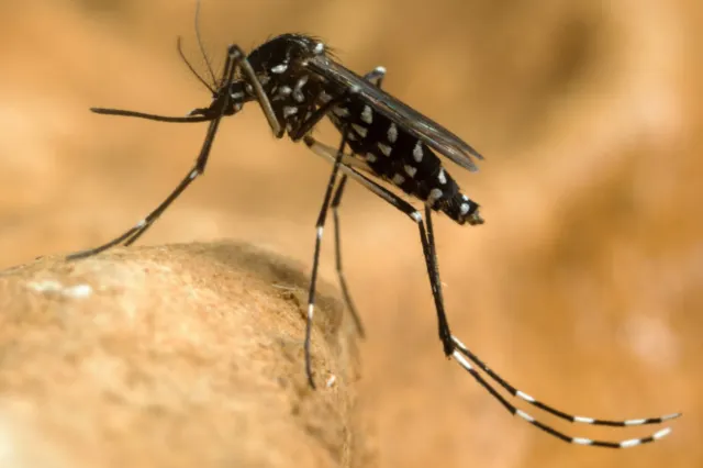 INSP: Un singur caz de infecție cu virusul West Nile, confirmat în județul Buzău în 2026