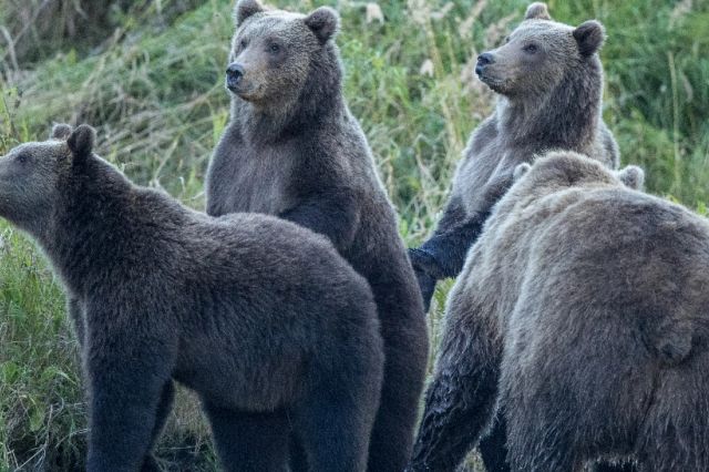 Despăgubiri de zeci de mii de lei în Buzău, după pagubele provocate de urși și lupi