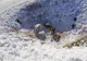 Cadavre de porci, abandonate la marginea Buzăului